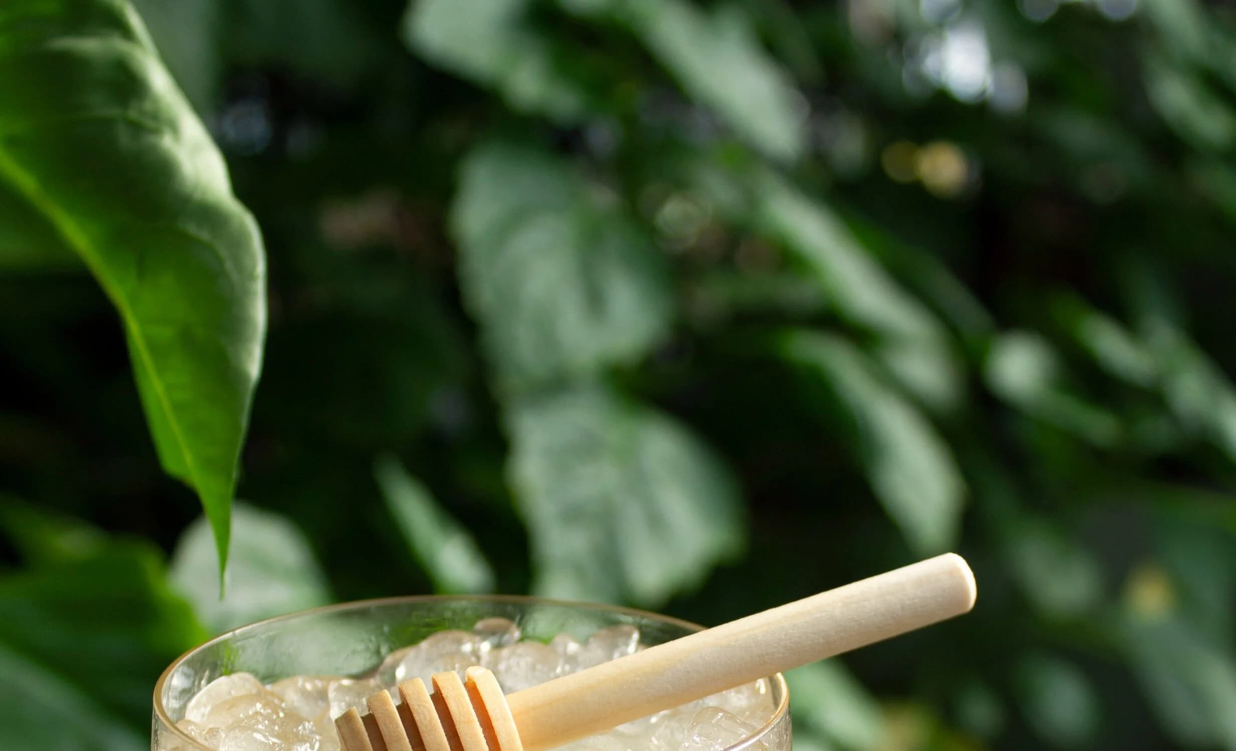 Greenhouse Bar happy hour in Nashville